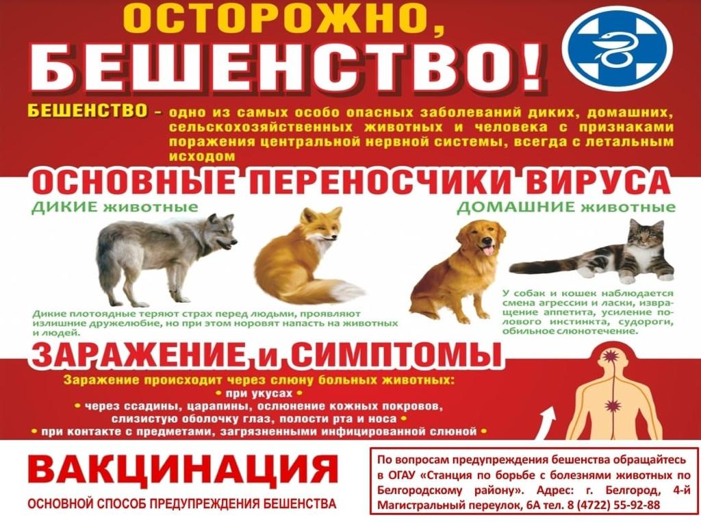 осторожно бешенство.