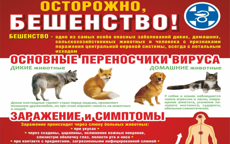 осторожно бешенство. осторожно бешенство.