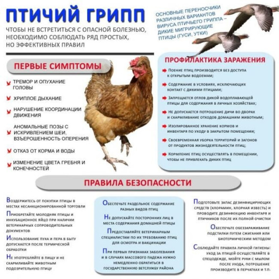 ВЫСОКОПАТОГЕННЫЙ ГРИПП ПТИЦ. ВЫСОКОПАТОГЕННЫЙ ГРИПП ПТИЦ.