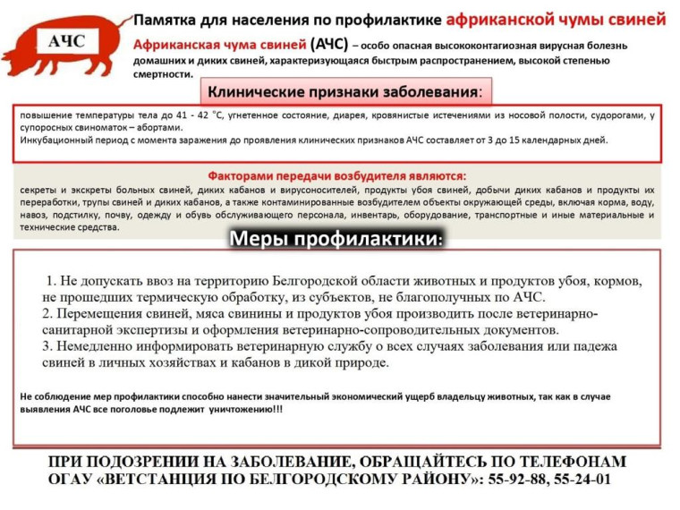 Африканская чума свиней - особо опасная, острозаразная, вирусная болезнь.. Африканская чума свиней - особо опасная, острозаразная, вирусная болезнь..