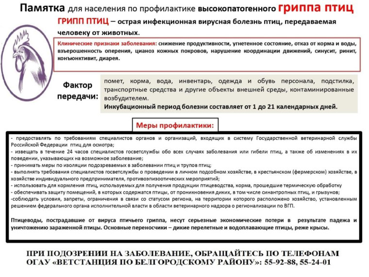 Осторожно птичий грипп. Осторожно птичий грипп.
